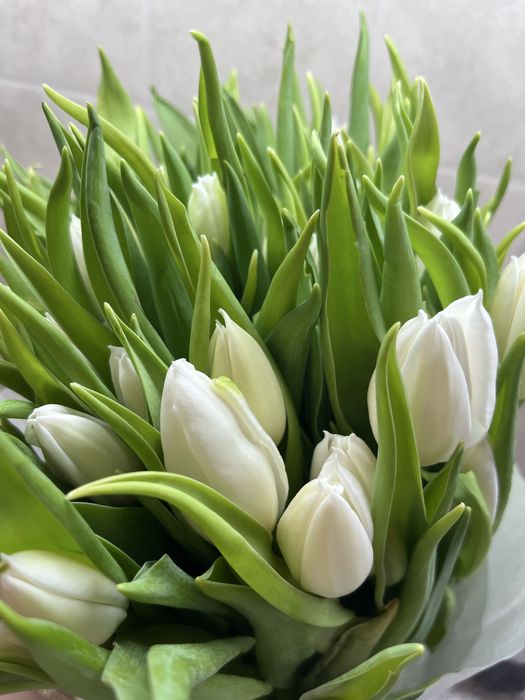 Тюльпан по 650тг шт