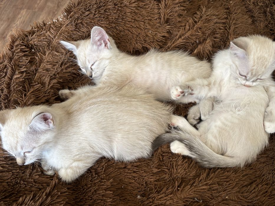 Котята сиамские 2 с половиной месяца