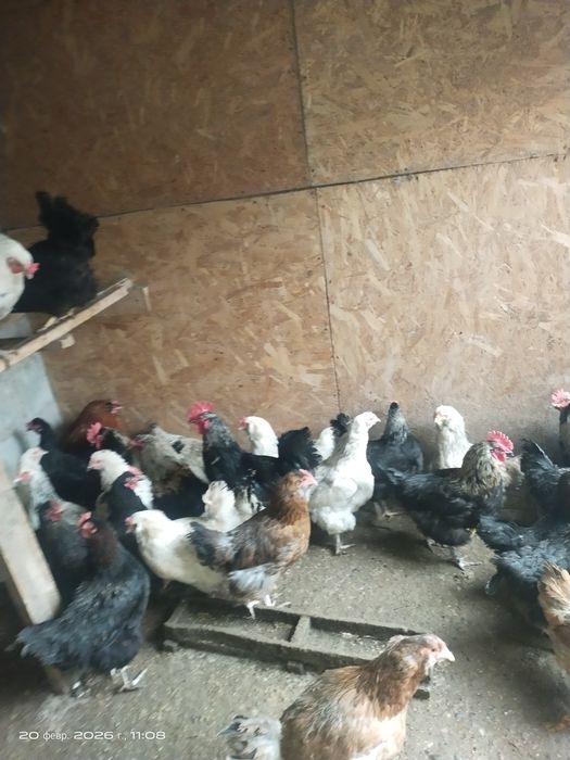 Продам петушков молодых