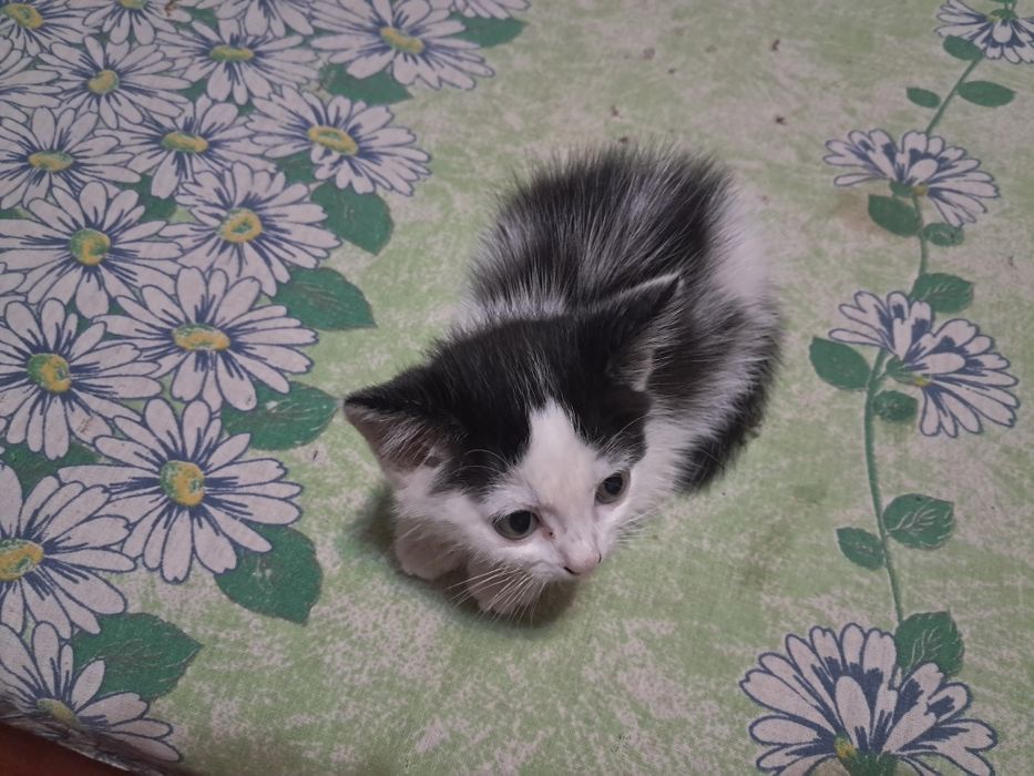 Отдам котёнка девочку в добрые руки