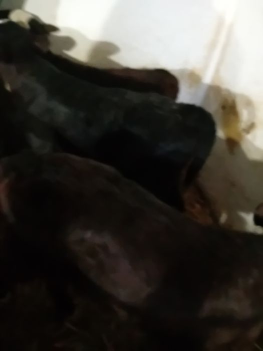 Taurasi și vitele baltati și angus