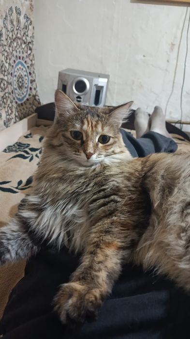 Отдам в хорошие руки