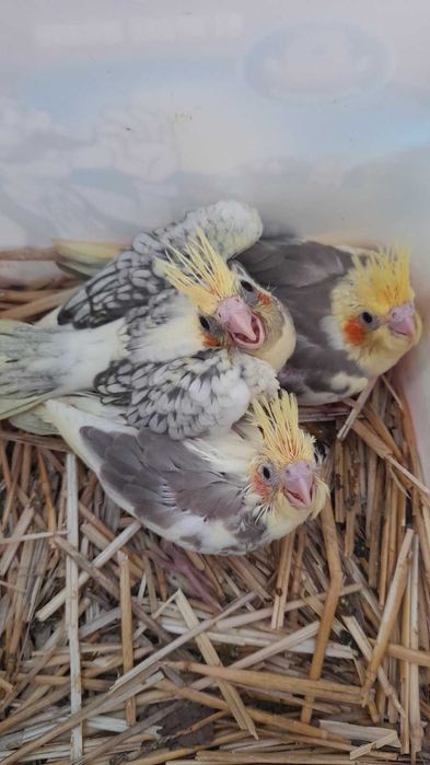Продавам ръчно хранени корели