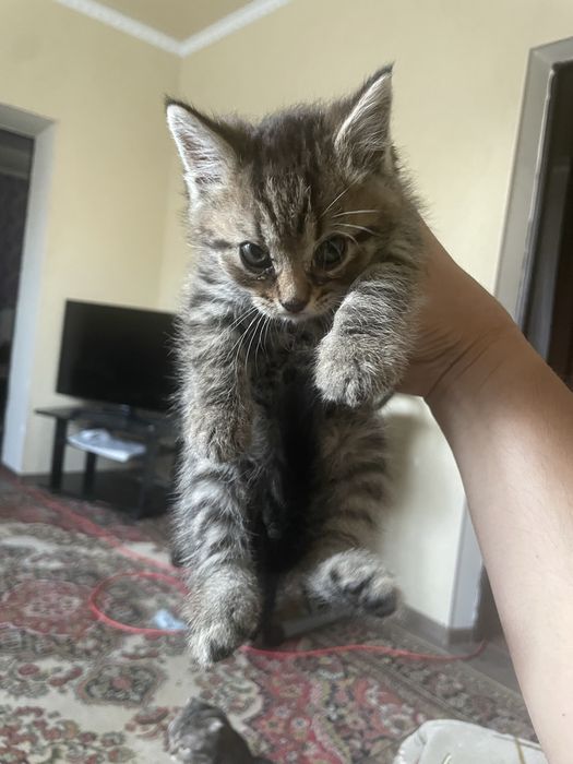 Отдам котенки. Бесплатно!