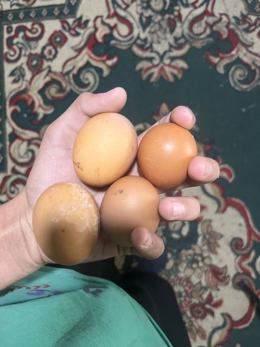 Продам курей ломан браун