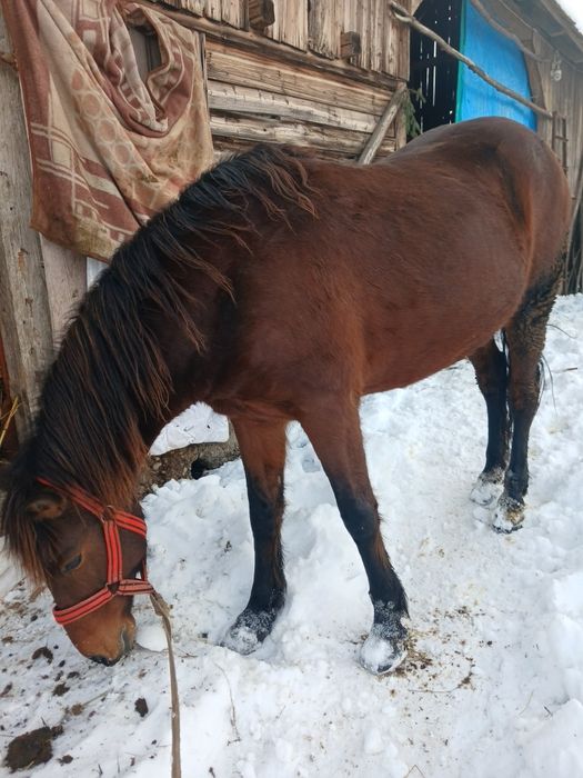 Vând manza de 5 ani,sau schimb cu vaca sau vitei
