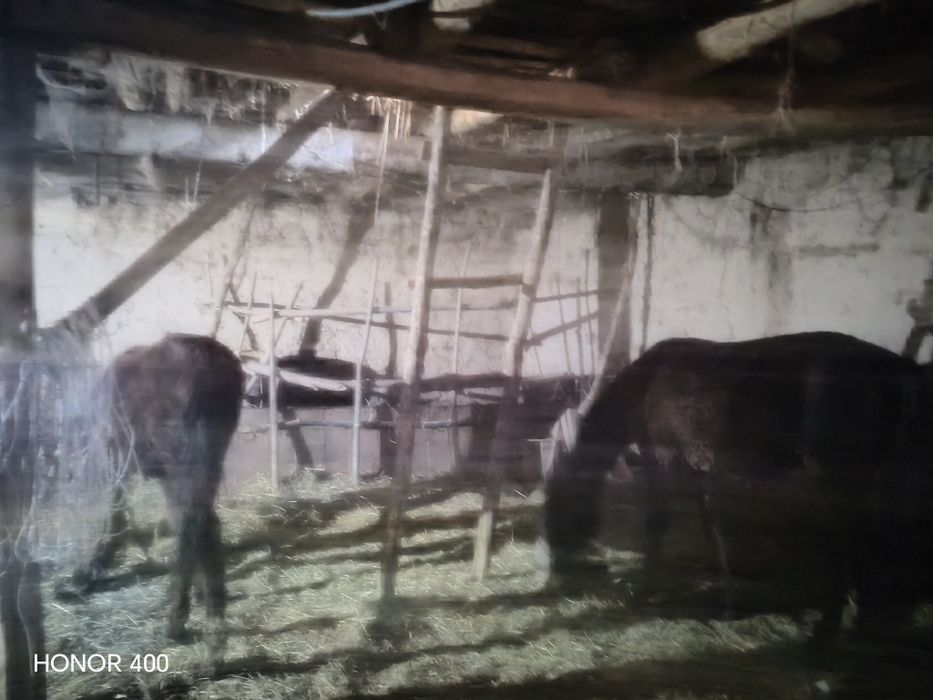 Bo'stonliq tumanidan mol chorvachiligi uchun mol xona yer sotiladi