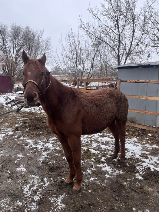 Срочно продается чистокровная кобыла