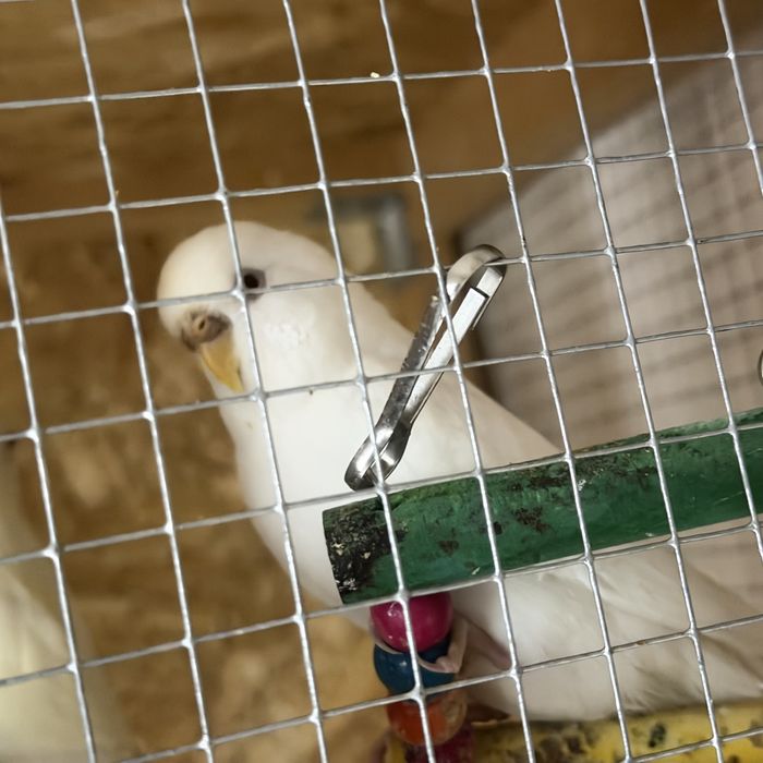 Papagali perusi pui si maturi