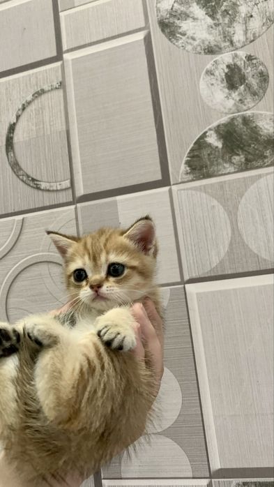 Сотилади тоза кон британский мушукчалар