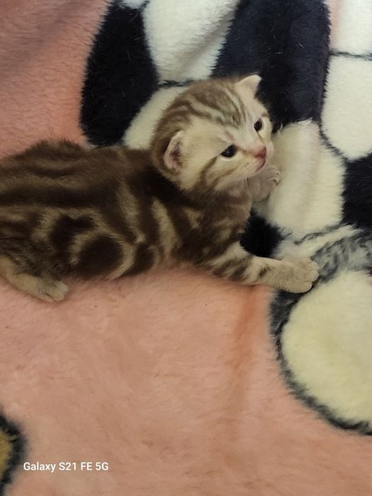 Продам шотландский котят.