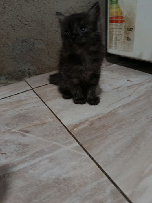котятки в добрые руки