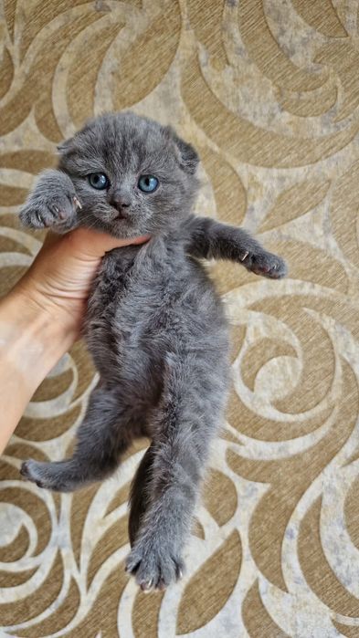 Скоттиш Фолд.  Голубой окрас.