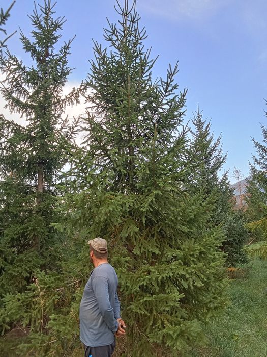 Ёлки  крупномеры