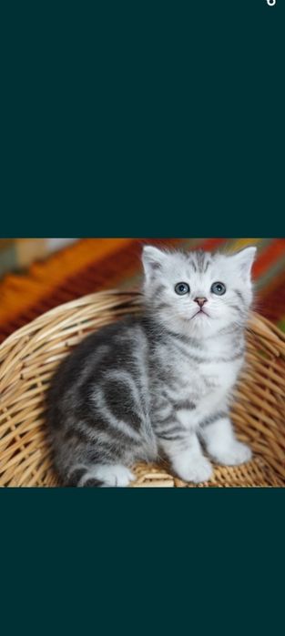 Продам шотладских котят с отличной родословной.