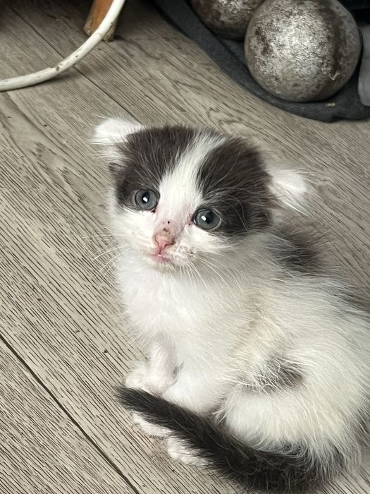 Отдам котят в добрые ручки