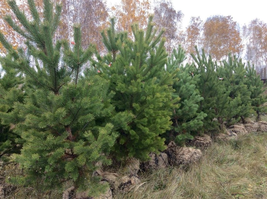 Pin negru, silvestru  ( pin pinea )