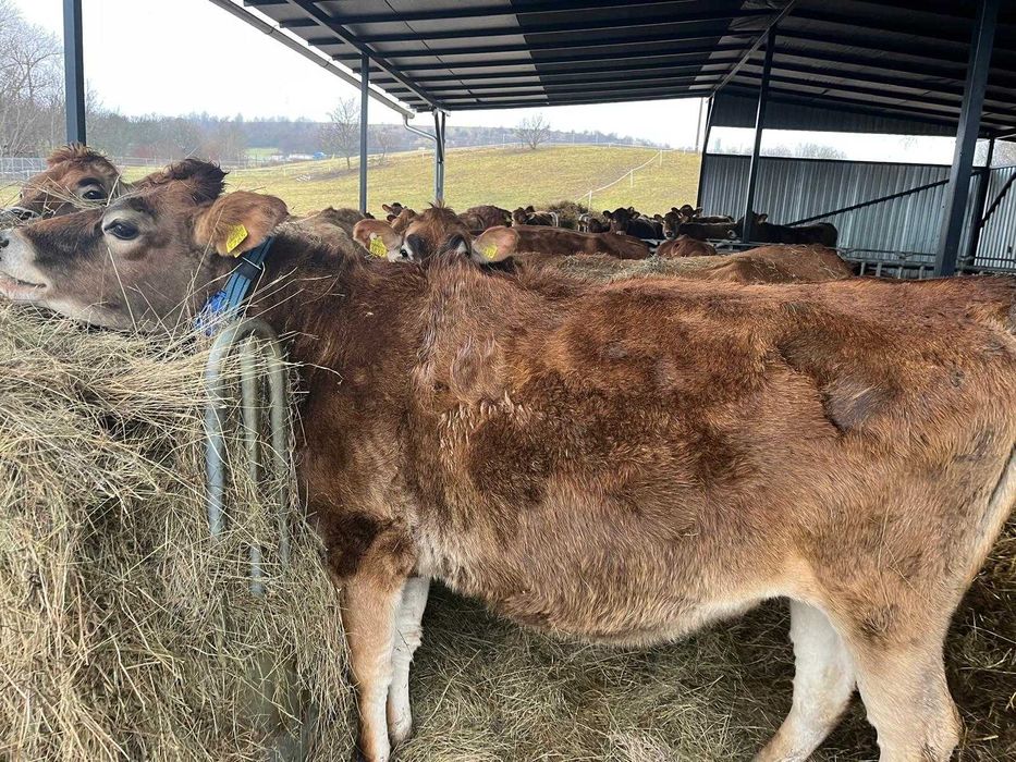 Vaci si Juninci JERSEY