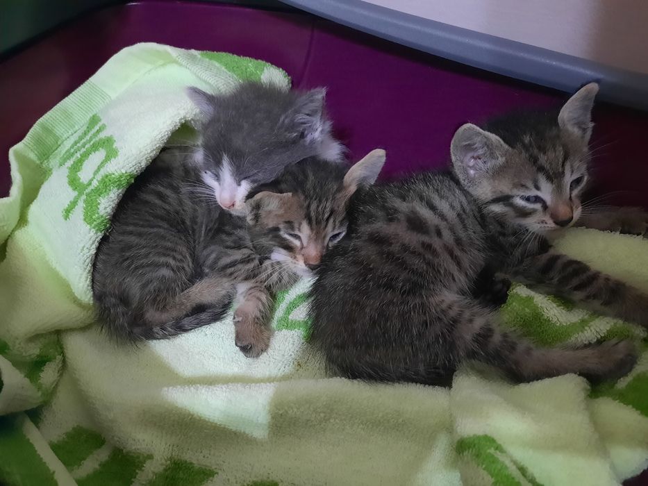 Котята в добрые руки