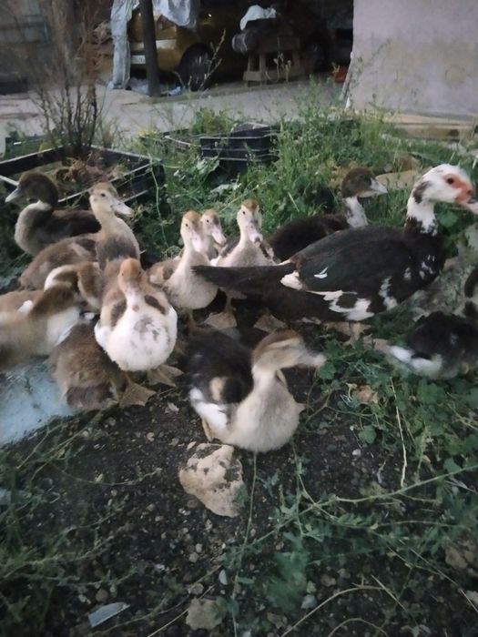 Продаются Индаутята