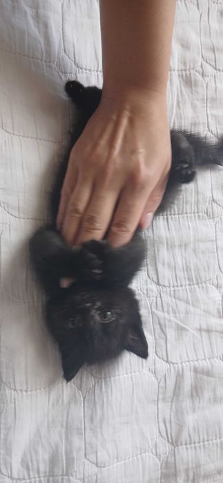 Отдам котенка в добрые руки