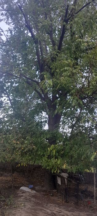 Yong‘oq daraxti sotiladi