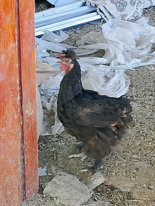 Қораздармен, тауық