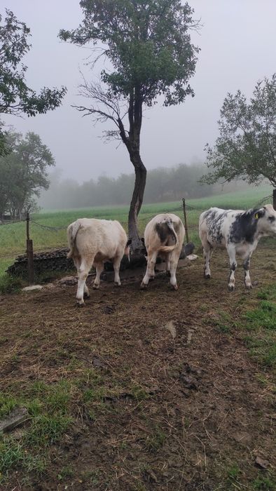 Viței de vânzare