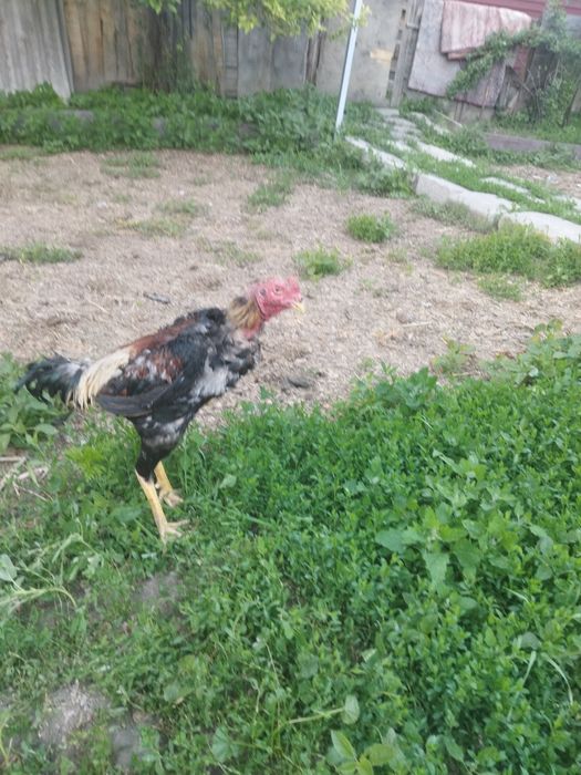Продам бойцового питуха