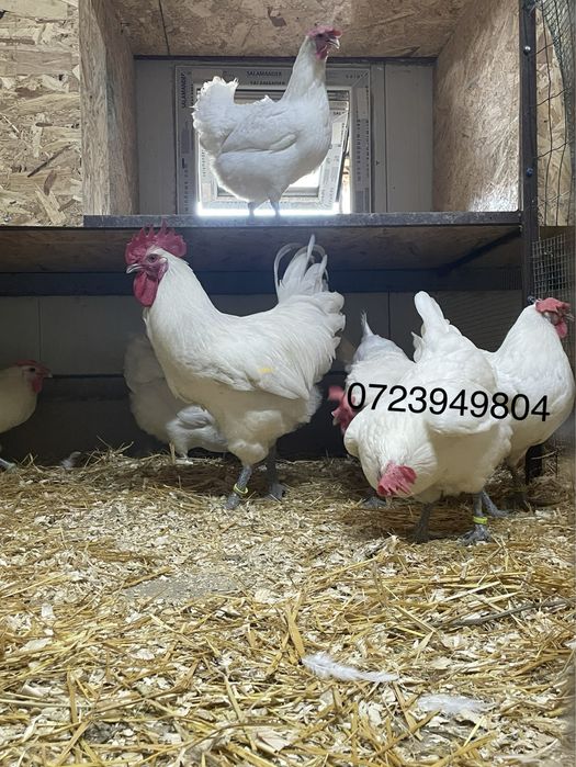 Pui de o zi oua de incubat gaini de rasa Brahma Australorp La Bresse