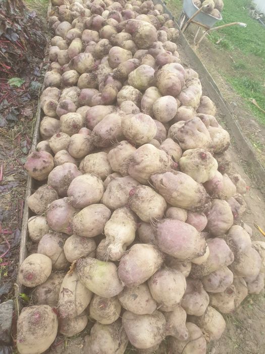 Sfecla rosie. Gust exceptional