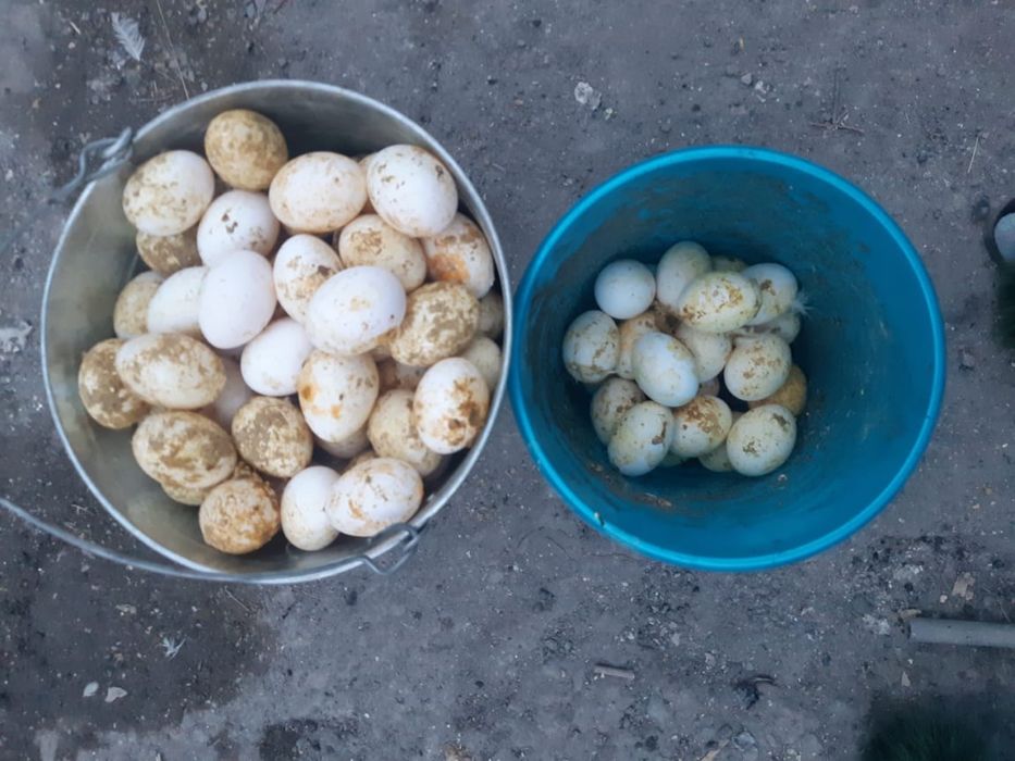 Продам поросят курей