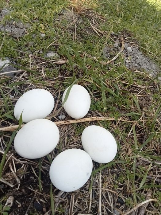 Яйца от кокошки Павловски