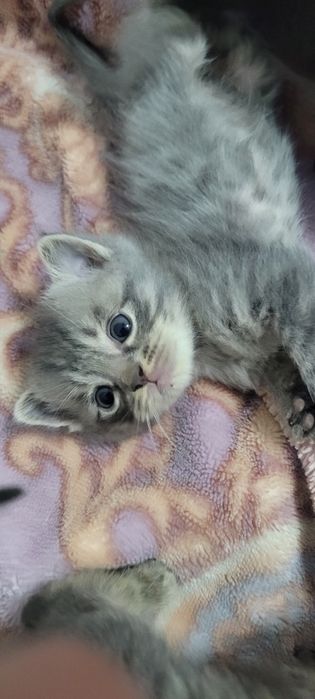 Очаровательный котёнок ищет хозяев