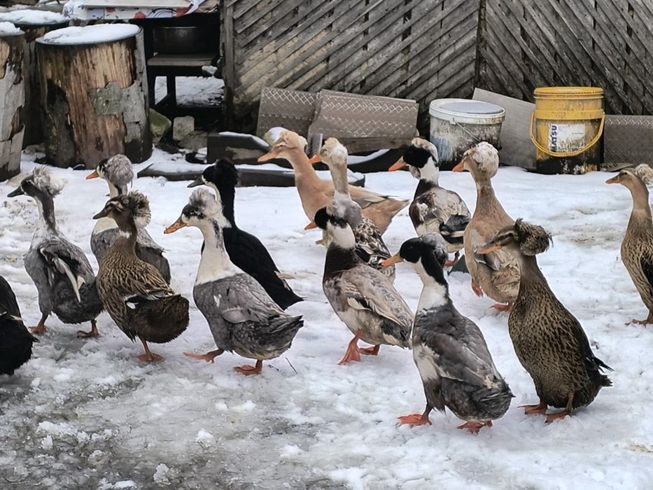 Vând oua incubat rațe românești cu moț