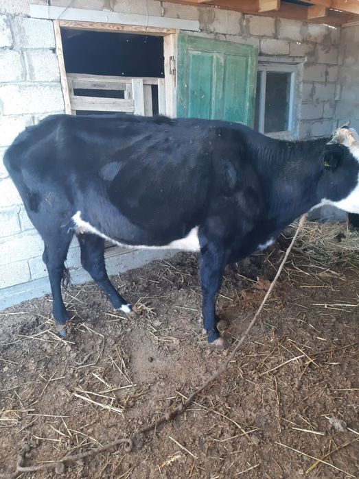 Сиыр сатылады 350.000тг