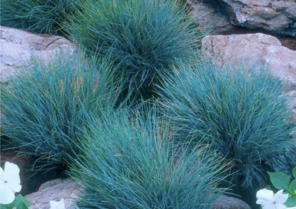 Овсяница сизая