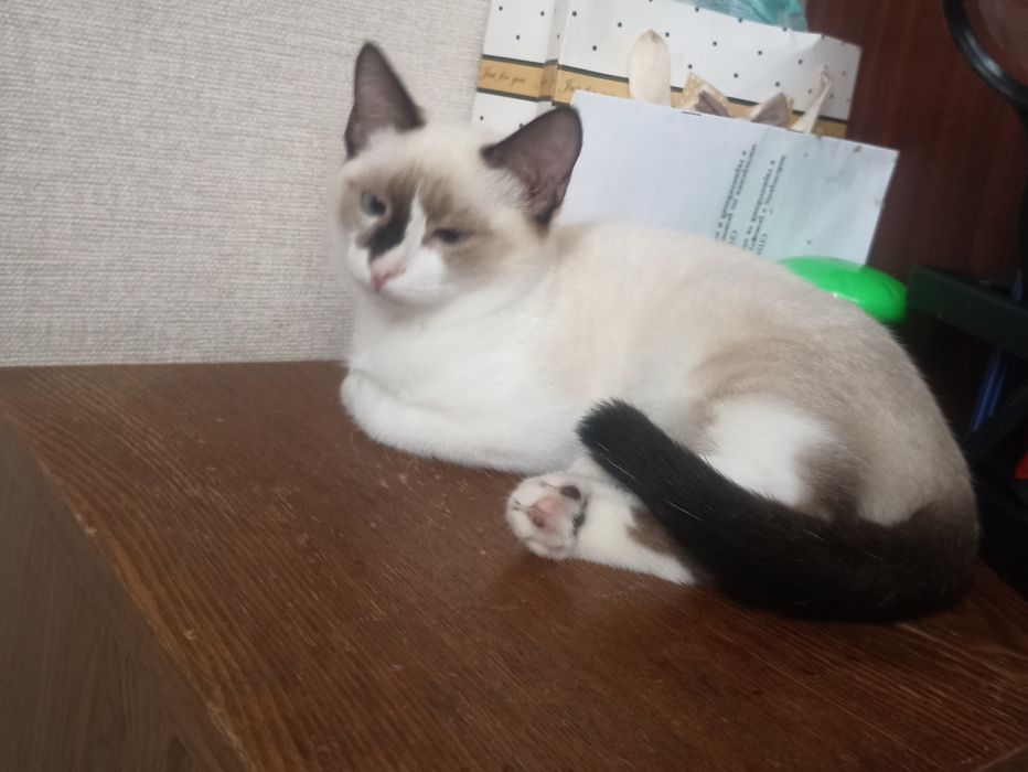 Кошечка,3 мес.в добрые руки