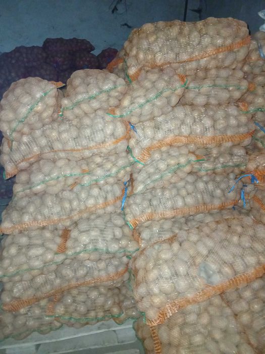 Cartofi de consum si samanta