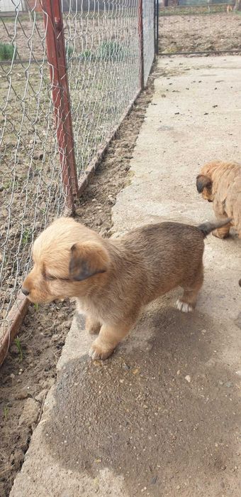 Donez căței drăgălași