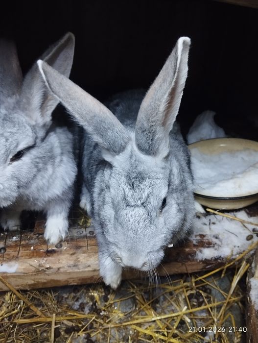 Продам кроликов  самцы