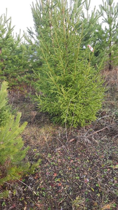 Ель голубая сибирская