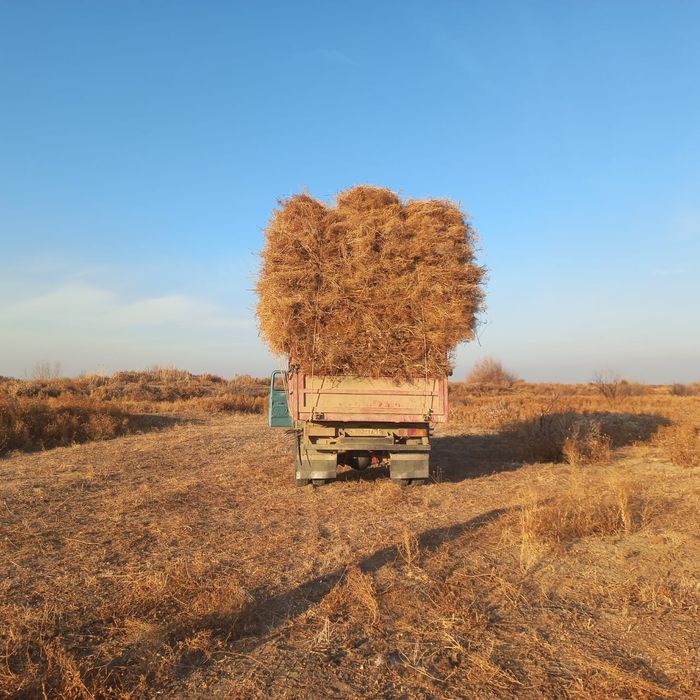 Жантақ сатылады бағасы 60 000