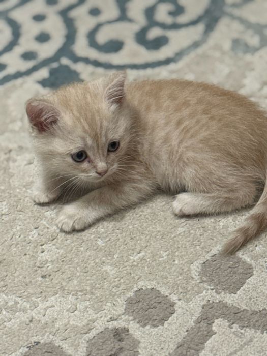Отдам котенка в хорошие руки