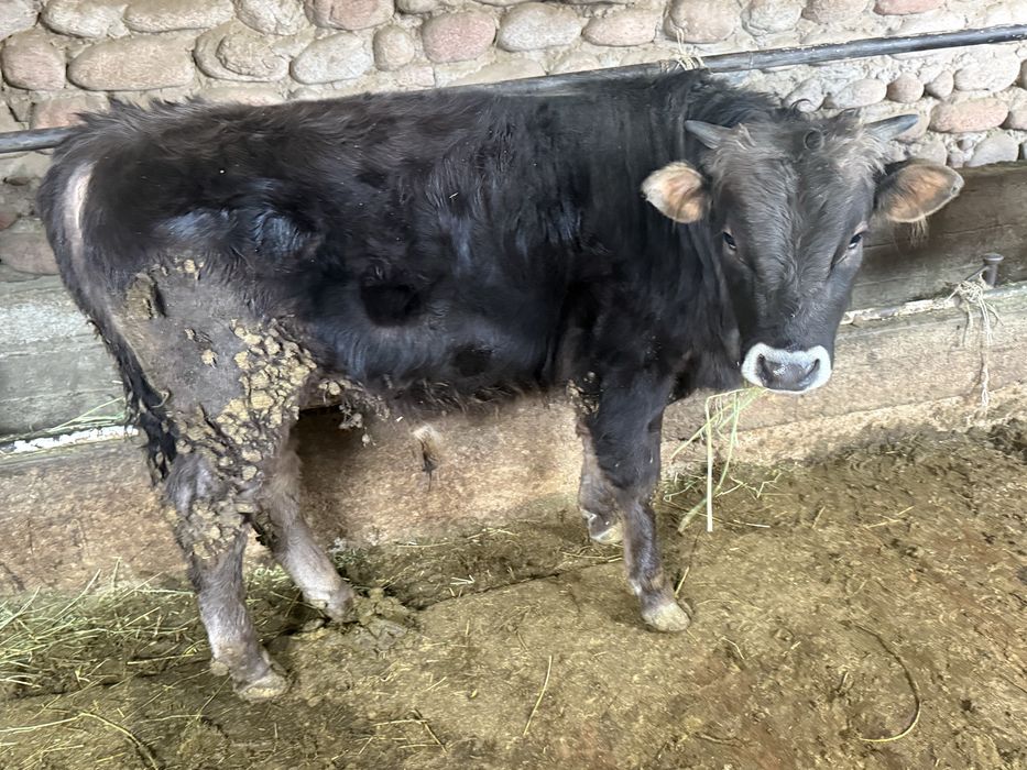 продам бычков на породу