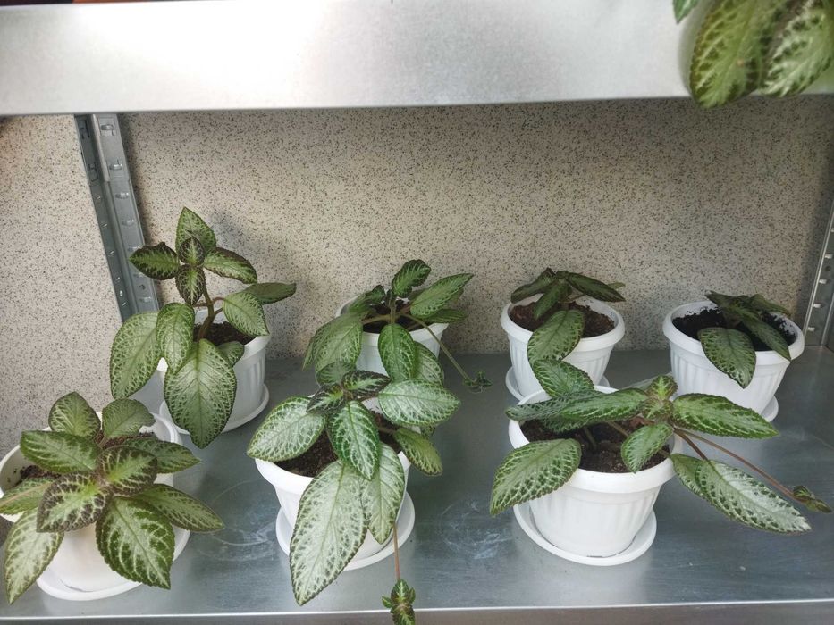 Еписция,цъфтяща в червено