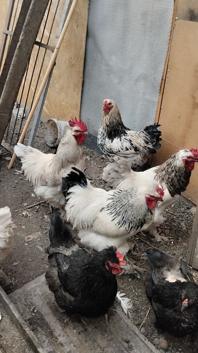 Продам Петухов .