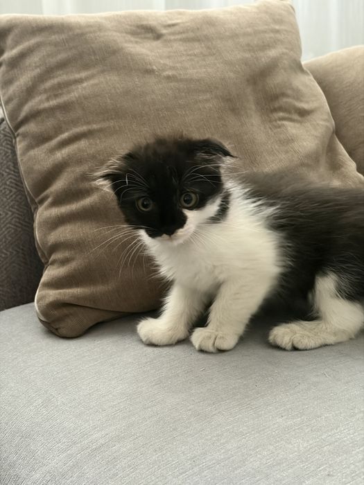 Отдам котят в добрые руки