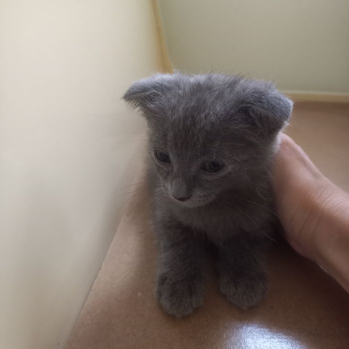 Вислоухие  котята 1,5 месяц