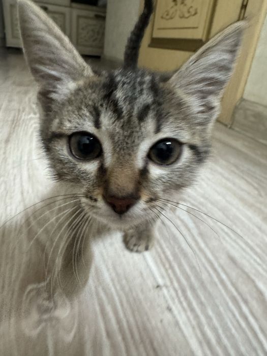 Отдам котенка в добрые руки. Мальчик.